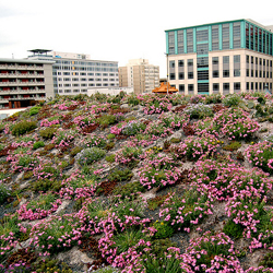Green Roof - ASLA Pink Bloom Green Roof - ASLA Pink Bloom